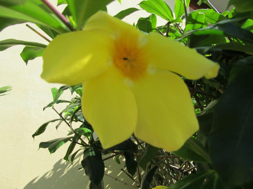 Marfi Inn Cahuita Kamer foto